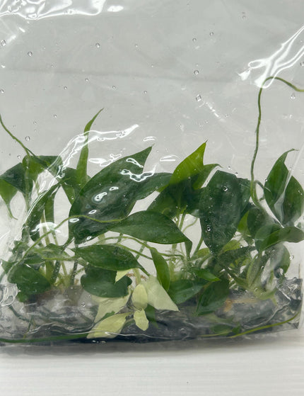 Collection image for: Homalomena
