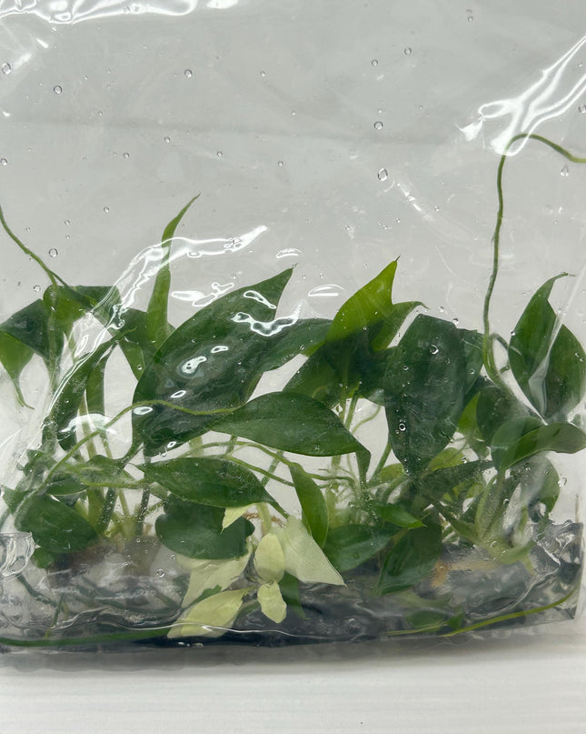 Homalomena CF. Aromatica (Spreng.) Schott Tissue Culture (5 items/bag)
