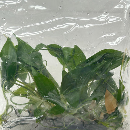 Homalomena CF. Aromatica (Spreng.) Schott Tissue Culture (5 items/bag)
