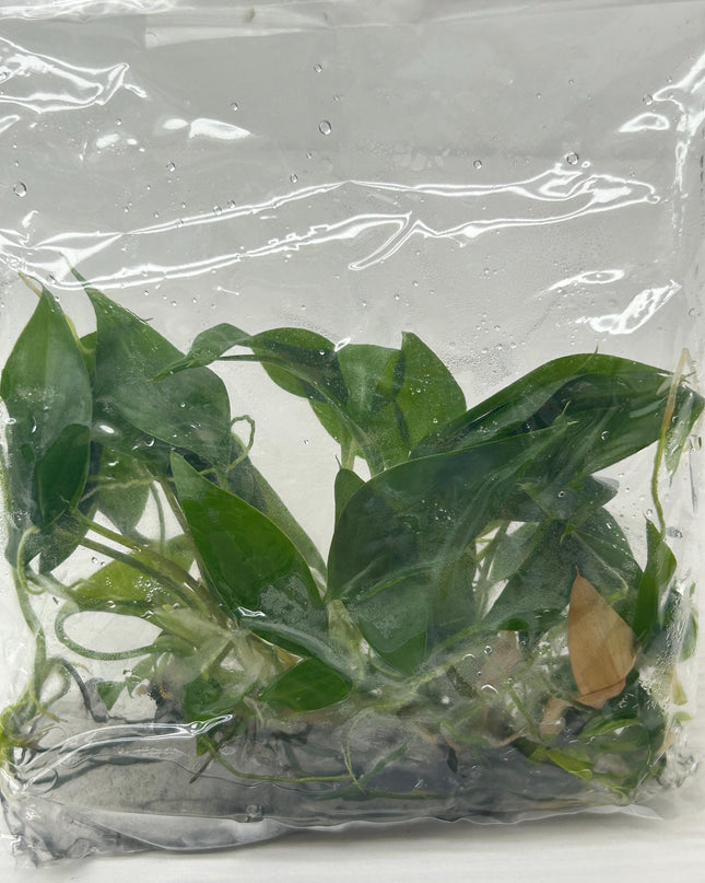 Homalomena CF. Aromatica (Spreng.) Schott Tissue Culture (5 items/bag)