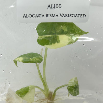 Alocasia Bisma Variegated Tissue Culture (1 item/bag)