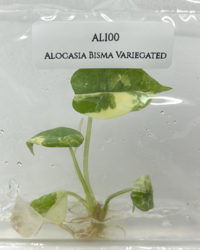 Alocasia Bisma Variegated Tissue Culture (1 item/bag)