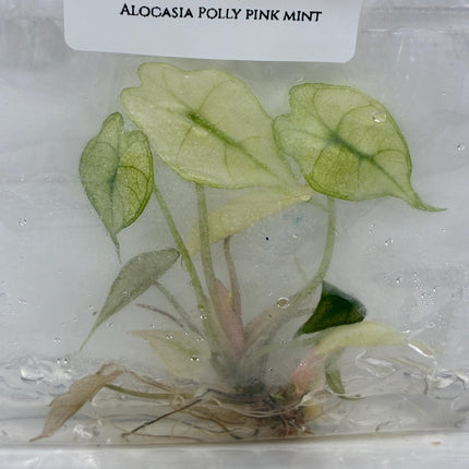 Alocasia Polly Pink Mint Tissue Culture (1 item/bag)