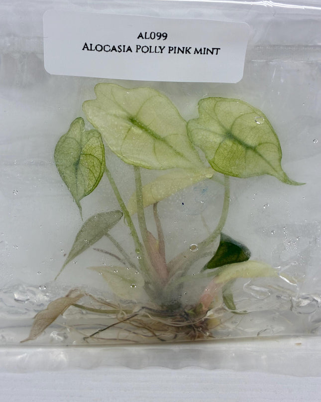 Alocasia Polly Pink Mint Tissue Culture (1 item/bag)