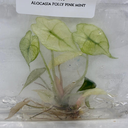 Alocasia Polly Pink Mint Tissue Culture (1 item/bag)