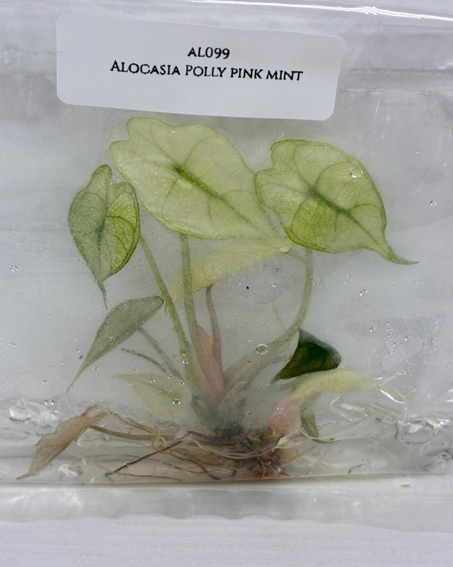 Alocasia Polly Pink Mint Tissue Culture (1 item/bag)