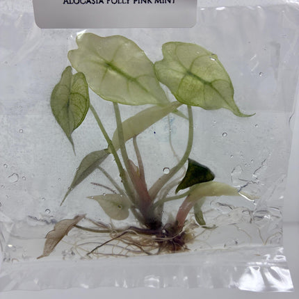 Alocasia Polly Pink Mint Tissue Culture (1 item/bag)