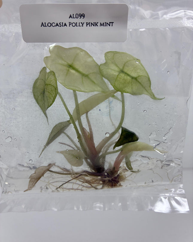 Alocasia Polly Pink Mint Tissue Culture (1 item/bag)
