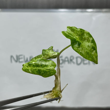 Alocasia Black Satun 'Stardust' Variegated Tissue Culture (1 item/bag)