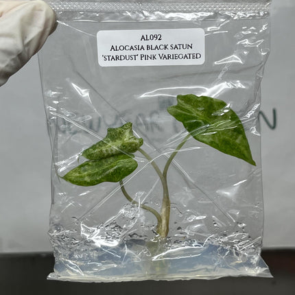 Alocasia Black Satun 'Stardust' Variegated Tissue Culture (1 item/bag)