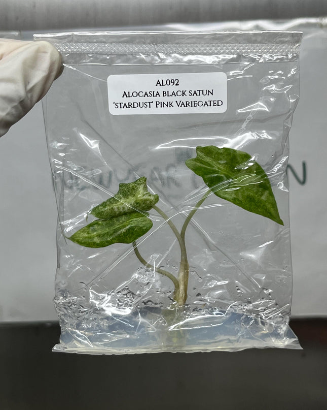 Alocasia Black Satun 'Stardust' Variegated Tissue Culture (1 item/bag)