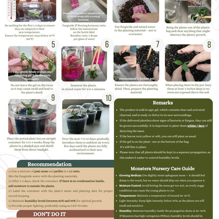 Special Set (2) of 10 Bags of Philodendron Tissue Culture