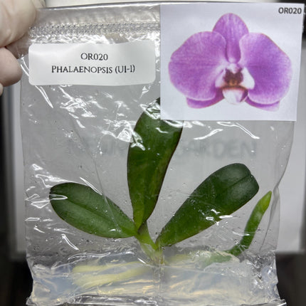 Phalaenopsis (U1-1) Tissue Culture (1 item/bag)