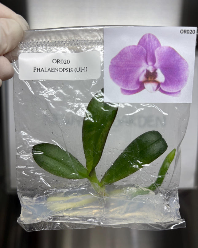 Phalaenopsis (U1-1) Tissue Culture (1 item/bag)