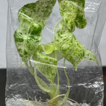 Alocasia Batik Mint Variegated  Tissue Culture (1 plant/bag)