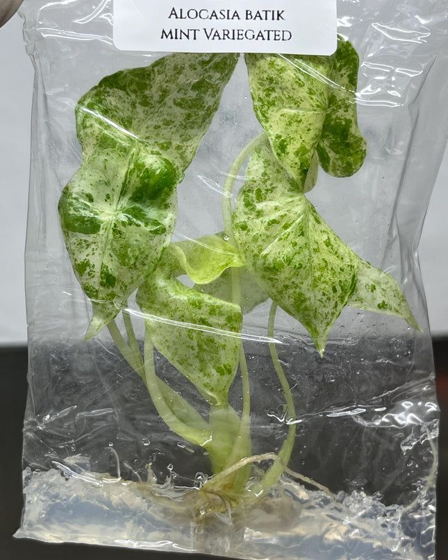 Alocasia Batik Mint Variegated  Tissue Culture (1 plant/bag)