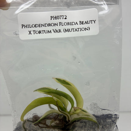 Philodendron Florida Beauty X Tortum Variegated (Mutation) Tissue Culture (1 item/bag)