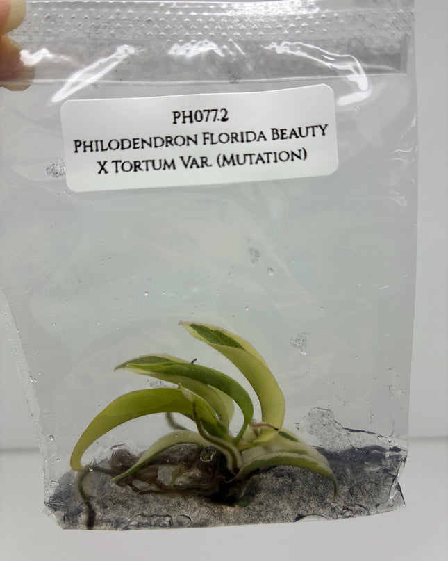 Philodendron Florida Beauty X Tortum Variegated (Mutation) Tissue Culture (1 item/bag)