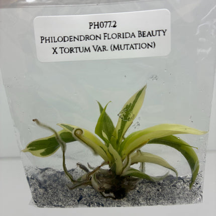 Philodendron Florida Beauty X Tortum Variegated (Mutation) Tissue Culture (1 item/bag)