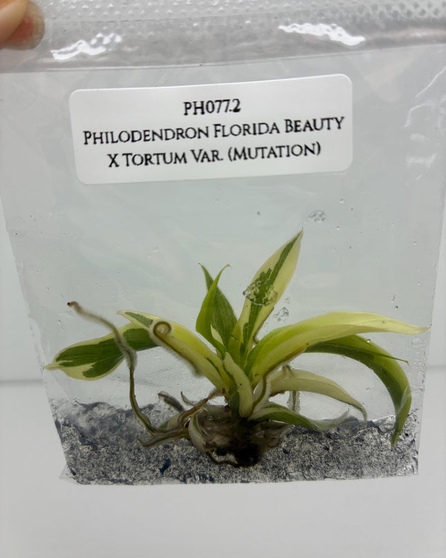 Philodendron Florida Beauty X Tortum Variegated (Mutation) Tissue Culture (1 item/bag)