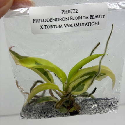 Philodendron Florida Beauty X Tortum Variegated (Mutation) Tissue Culture (1 item/bag)