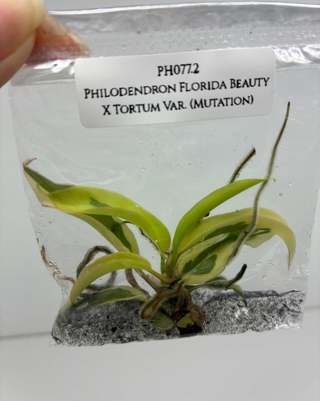 Philodendron Florida Beauty X Tortum Variegated (Mutation) Tissue Culture (1 item/bag)