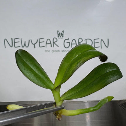 Phalaenopsis (U1-1) Tissue Culture (1 item/bag)