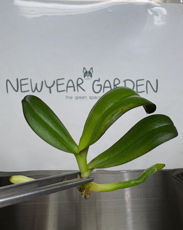 Phalaenopsis (U1-1) Tissue Culture (1 item/bag)