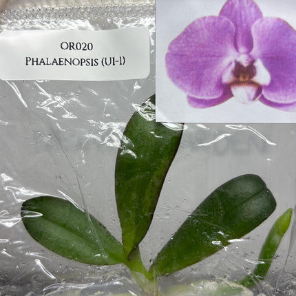 Phalaenopsis (U1-1) Tissue Culture (1 item/bag)