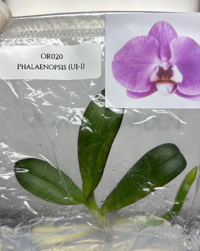 Phalaenopsis (U1-1) Tissue Culture (1 item/bag)