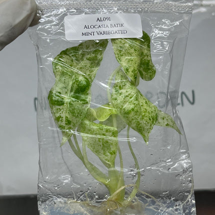 Alocasia Batik Mint Variegated  Tissue Culture (1 plant/bag)