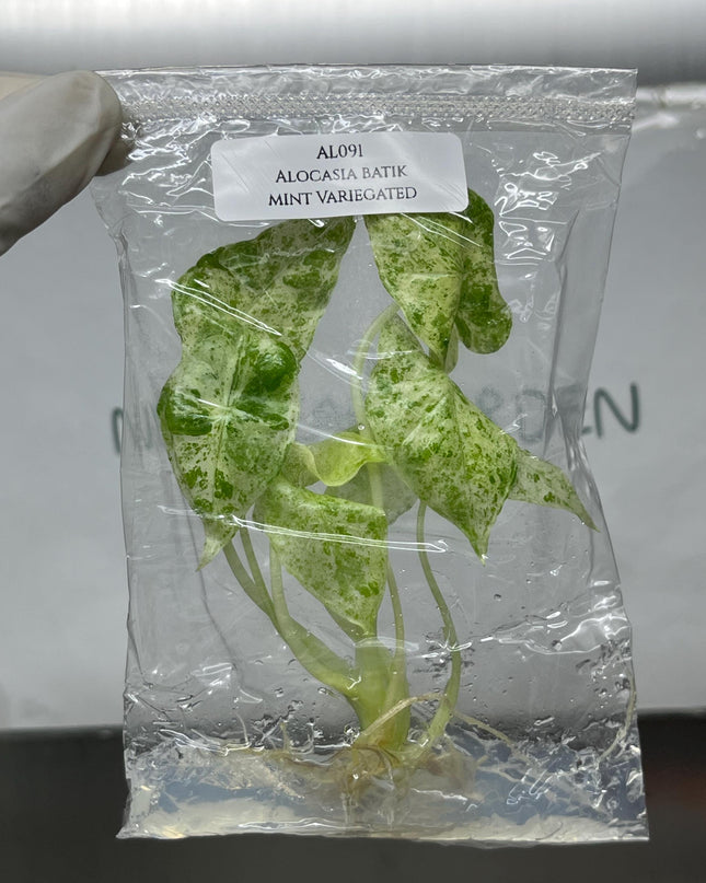 Alocasia Batik Mint Variegated  Tissue Culture (1 plant/bag)