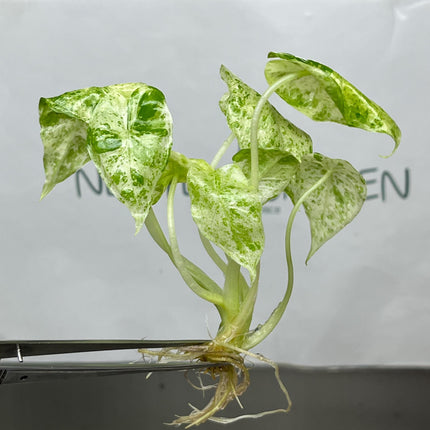 Alocasia Batik Mint Variegated  Tissue Culture (1 plant/bag)
