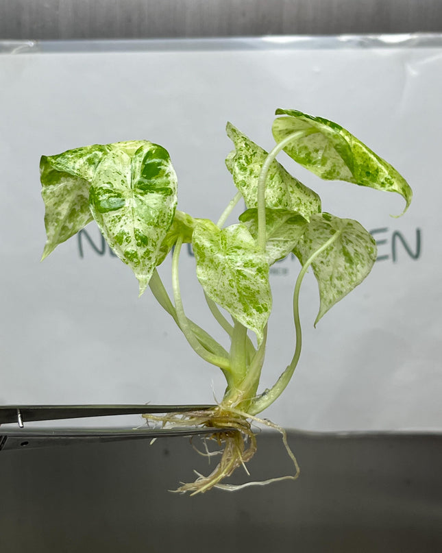 Alocasia Batik Mint Variegated  Tissue Culture (1 plant/bag)