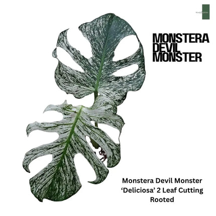 Monstera Devil Monster "Deliciosa" 2 Leaf Cutting Rooted