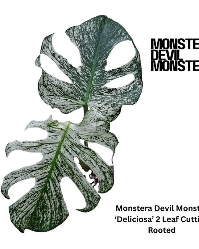 Monstera Devil Monster "Deliciosa" 2 Leaf Cutting Rooted