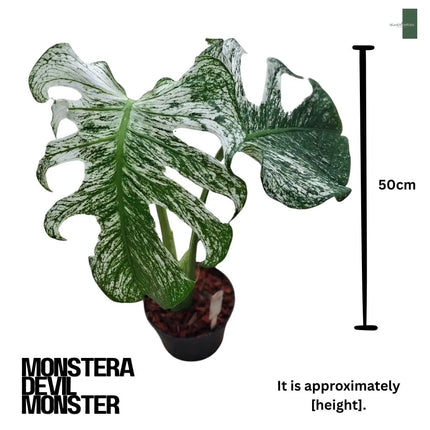Monstera Devil Monster "Deliciosa" 2 Leaf Cutting Rooted