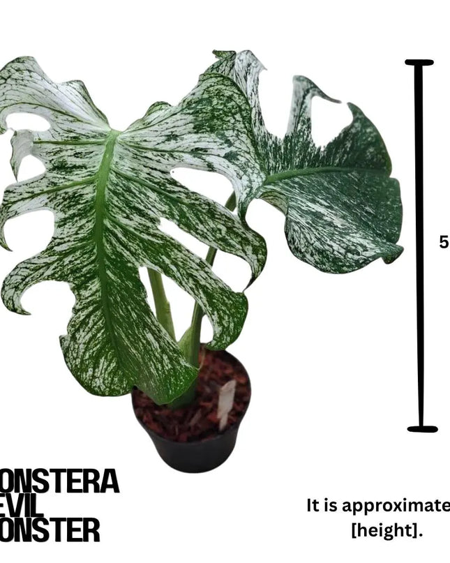 Monstera Devil Monster "Deliciosa" 2 Leaf Cutting Rooted