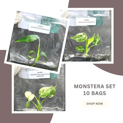 Special Set of 10 Bags of Monstera Tissue Culture