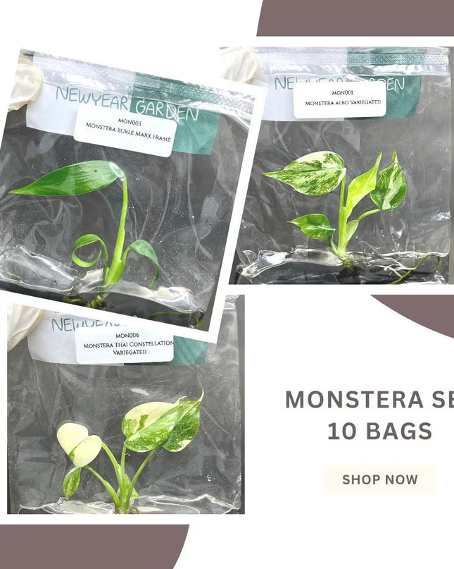 Special Set of 10 Bags of Monstera Tissue Culture