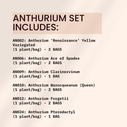 Special Set of 10 Bags of Anthurium Tissue Culture