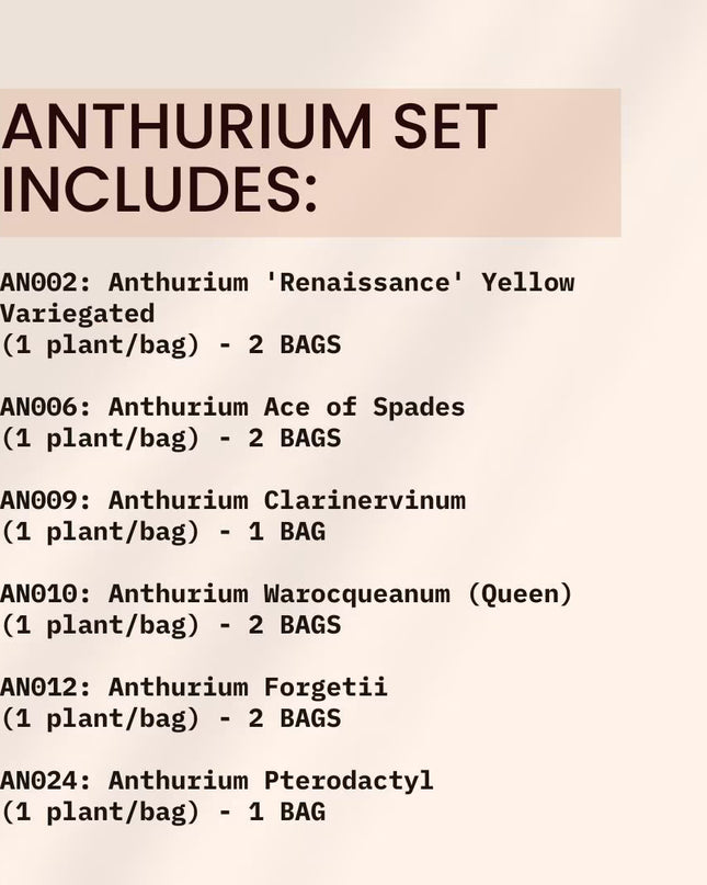 Special Set of 10 Bags of Anthurium Tissue Culture