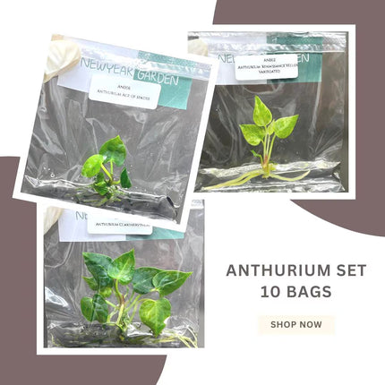 Special Set of 10 Bags of Anthurium Tissue Culture