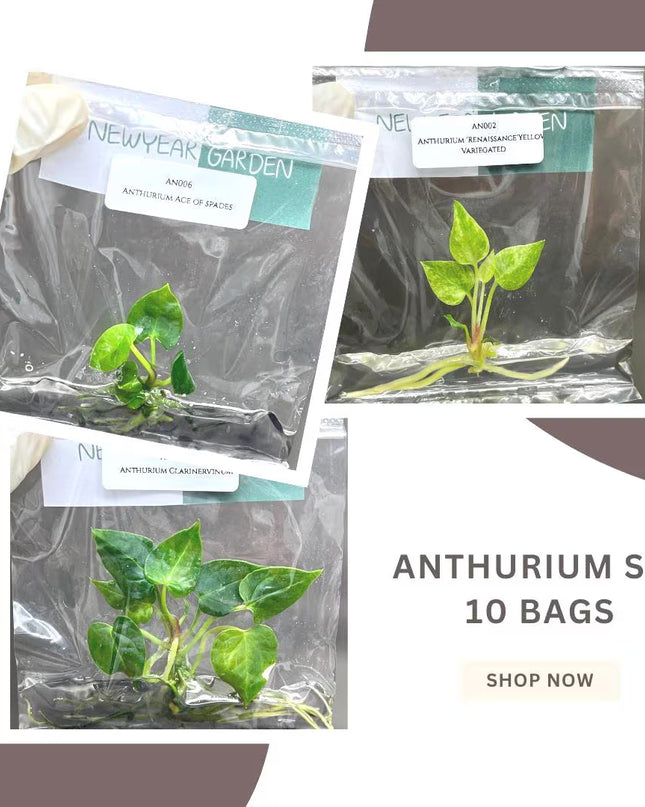 Special Set of 10 Bags of Anthurium Tissue Culture