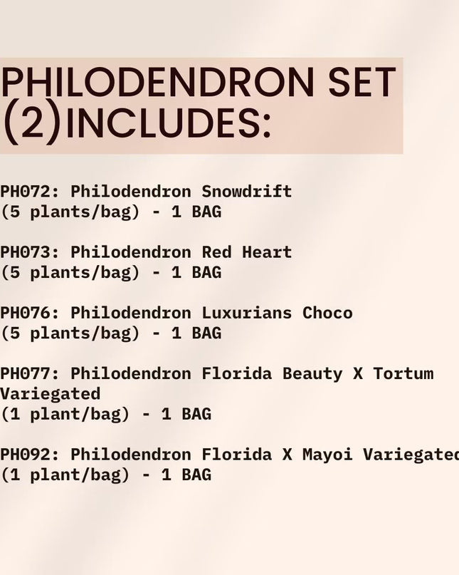 Special Set (2) of 10 Bags of Philodendron Tissue Culture