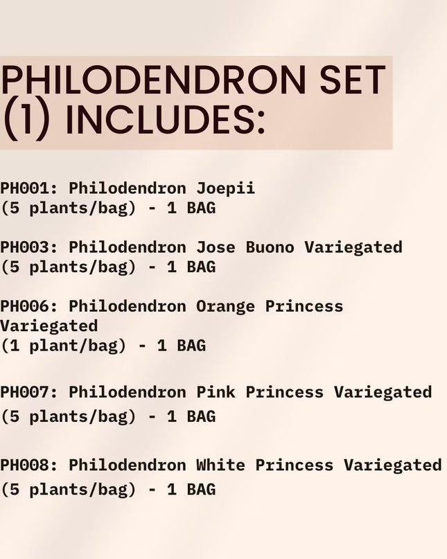 Special Set (1) of 10 Bags of Philodendron Tissue Culture