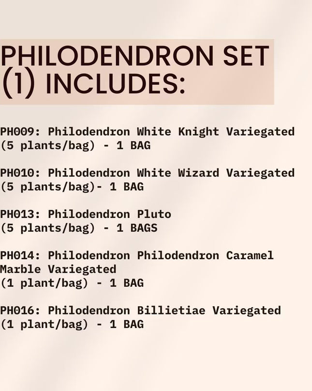 Special Set (1) of 10 Bags of Philodendron Tissue Culture