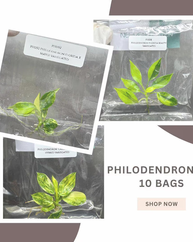 Special Set (2) of 10 Bags of Philodendron Tissue Culture