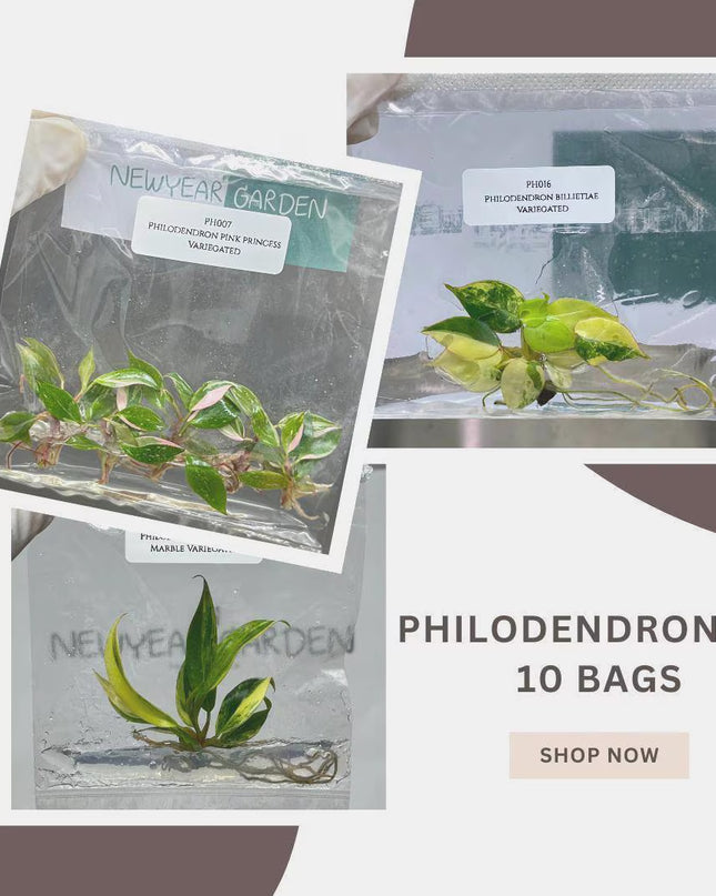 Special Set (1) of 10 Bags of Philodendron Tissue Culture