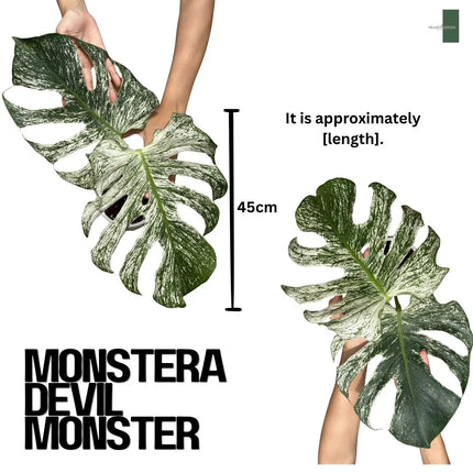 Monstera Devil Monster "Deliciosa" 2 Leaf Cutting Rooted